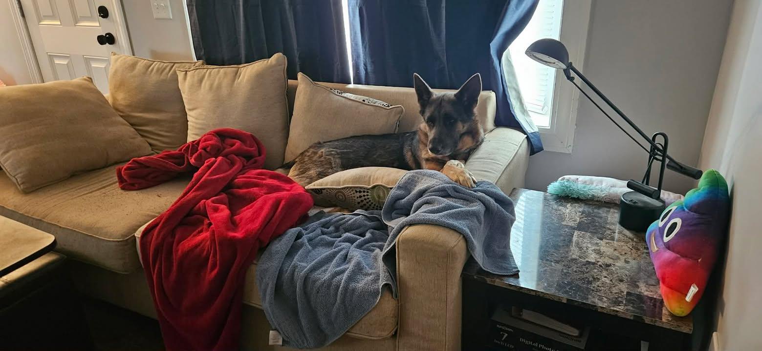 Enlarge Rosie, a ADOPTABLE mixed breed in Munfordville, KY image 4/5