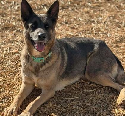 Enlarge Rosie, a ADOPTABLE mixed breed in Munfordville, KY image 1/1