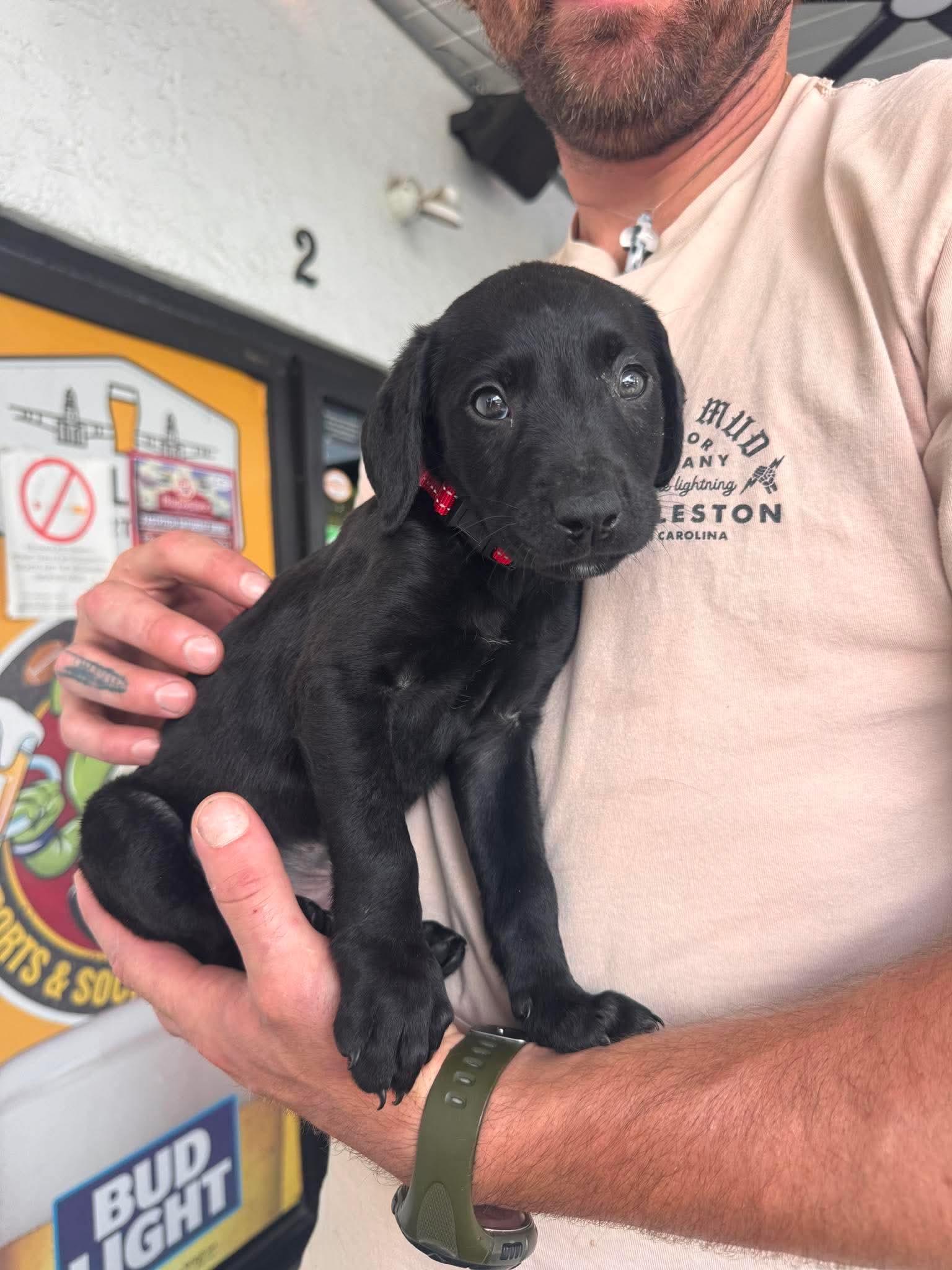 Enlarge Banjo, a Adoptable Mixed Breed in Mount Pleasant, SC image 1/1