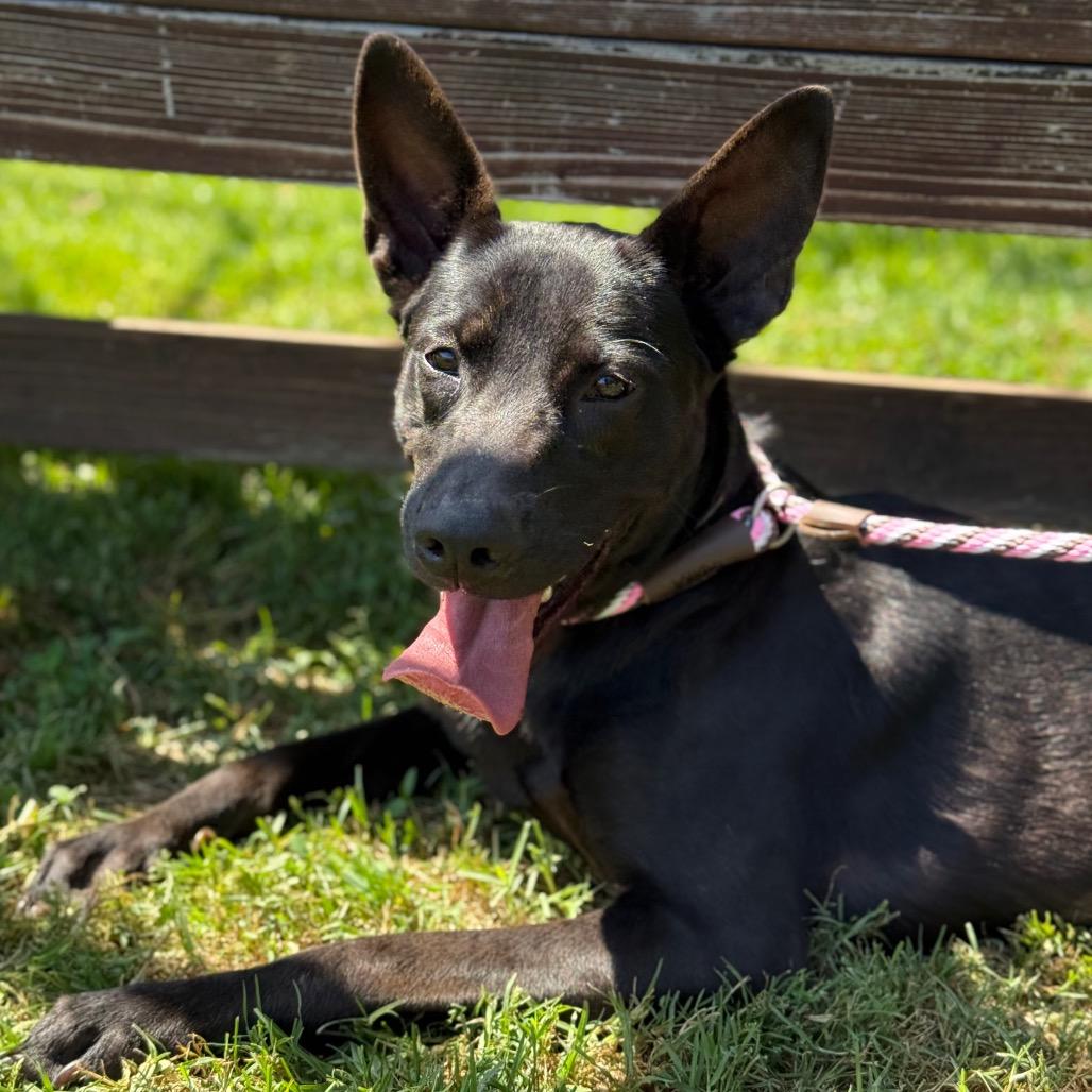 Enlarge Maisey, a Adoptable mixed breed in Long Beach, CA image 4/5