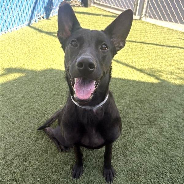 Enlarge Maisey, a Adoptable mixed breed in Long Beach, CA image 5/5