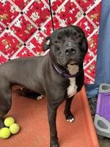 Sealion 58907269 American Staffordshire Terrier Dog