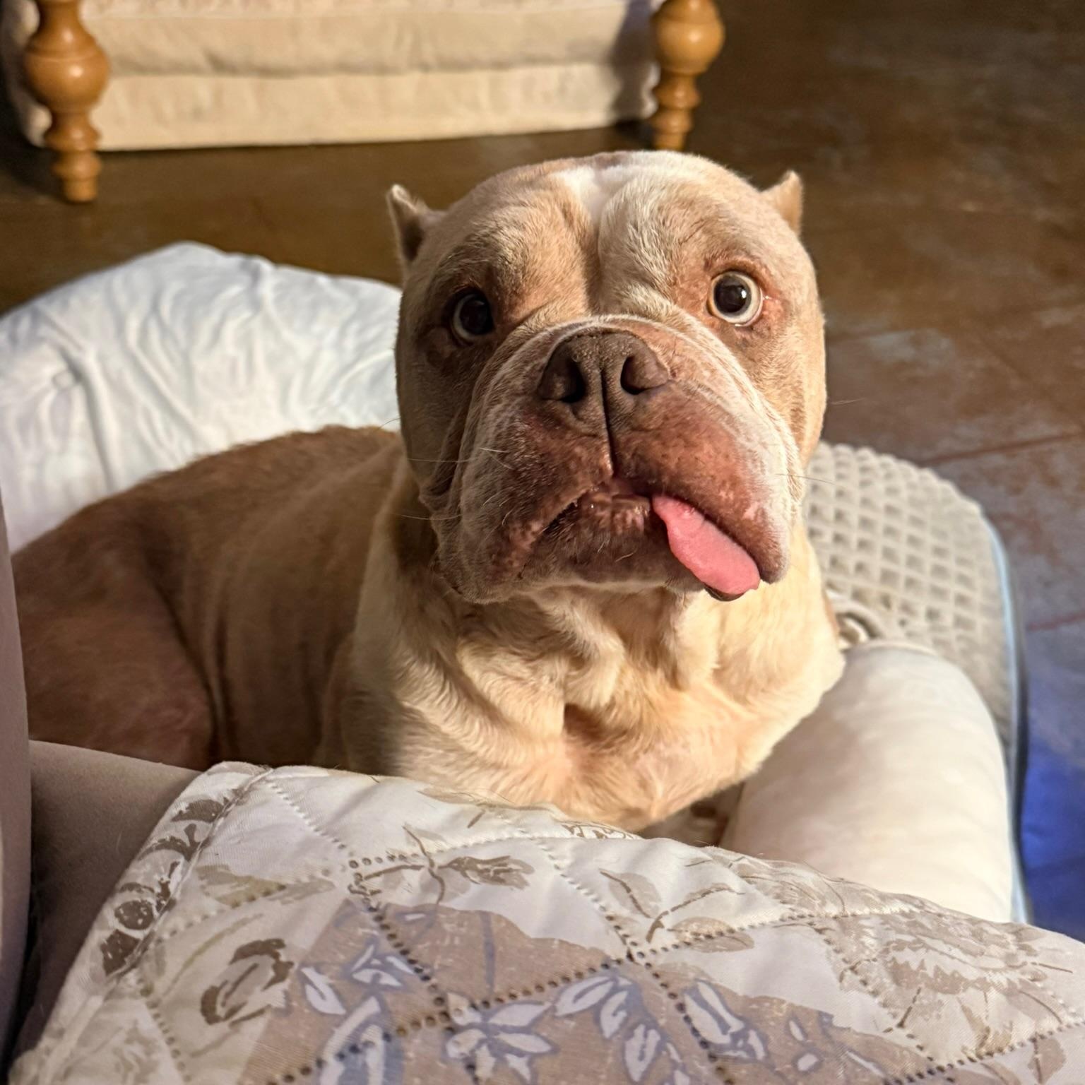 Peaches, adopted, Senior Female English Bulldog & American Bully.