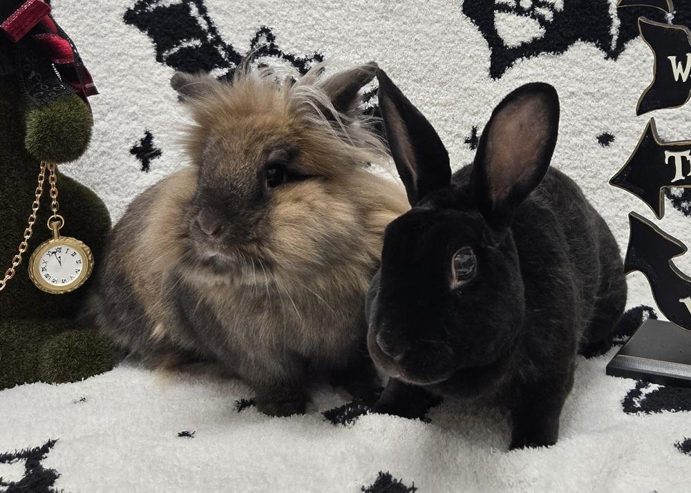Moana, Adoptable, Adult Female Lionhead & Havana.