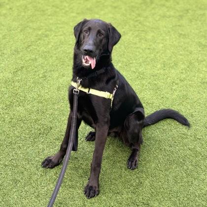Fiji, Adoptable, Adult Male Labrador Retriever & Mixed Breed.