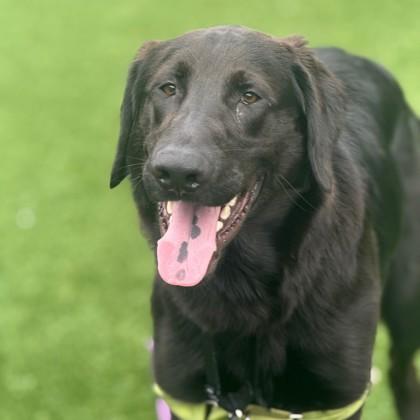 Fiji, Adoptable, Adult Male Labrador Retriever & Mixed Breed.