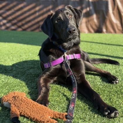 Enlarge Fiji, a Adoptable mixed breed in San Francisco, CA image 2/3