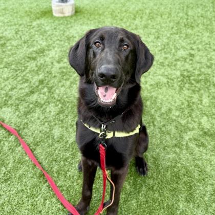 Enlarge Fiji, a Adoptable mixed breed in San Francisco, CA image 3/3