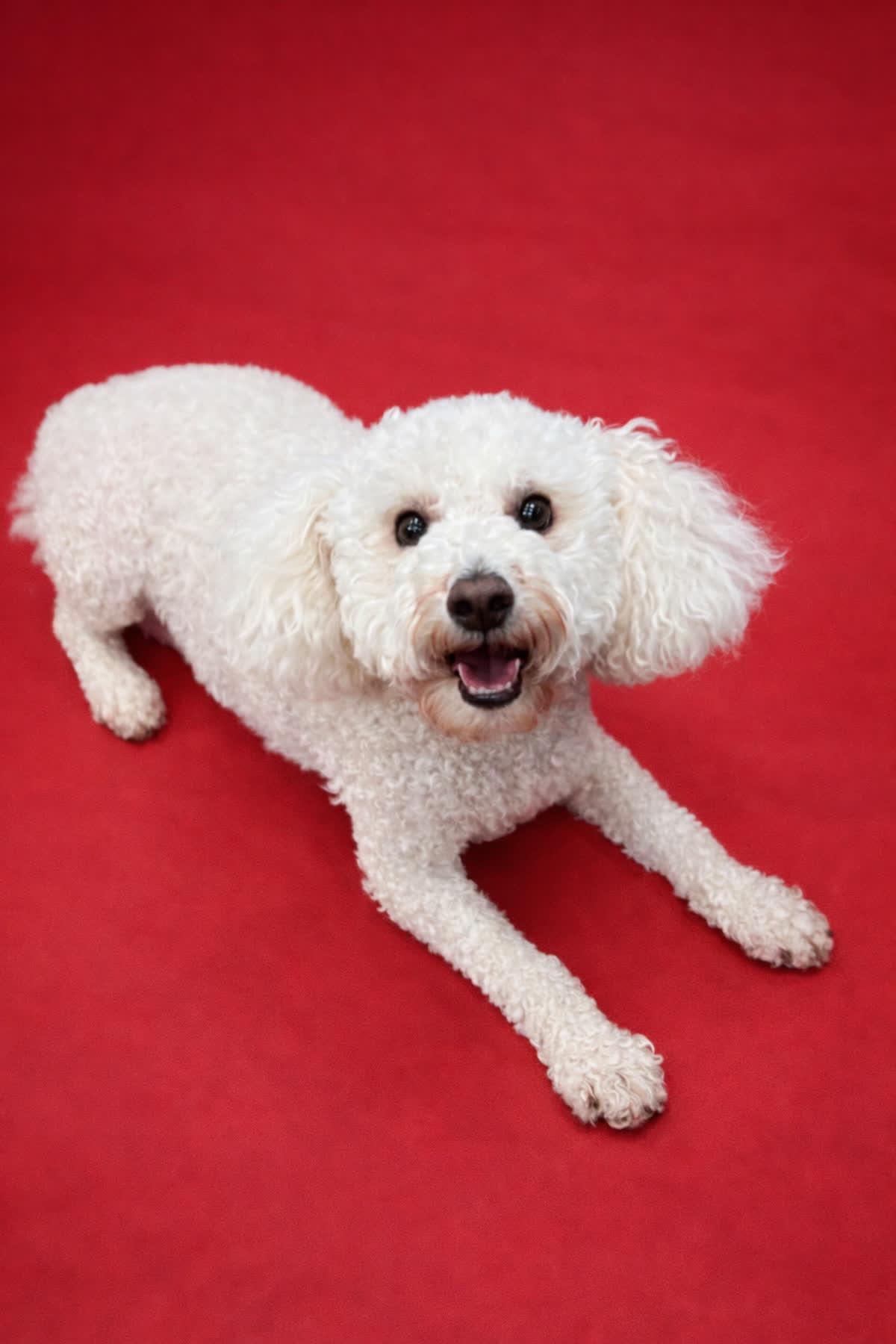 Enlarge Lexus, a ADOPTABLE Miniature Poodle in Waldorf, MD image 1/1