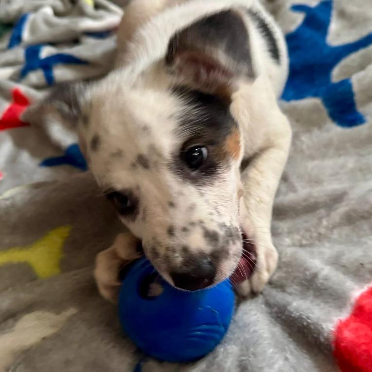Enlarge Xaden, a Adoptable Mixed Breed in Joliet, IL image 1/4