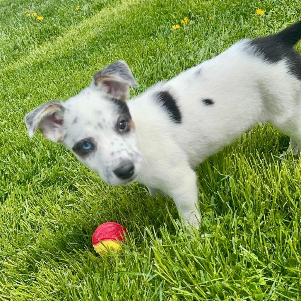 Enlarge Xaden, a Adoptable Mixed Breed in Joliet, IL image 2/4