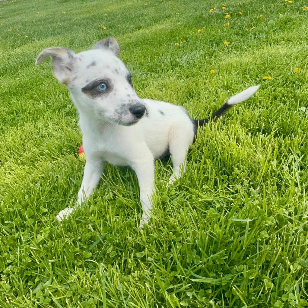 Enlarge Xaden, a Adoptable Mixed Breed in Joliet, IL image 3/4