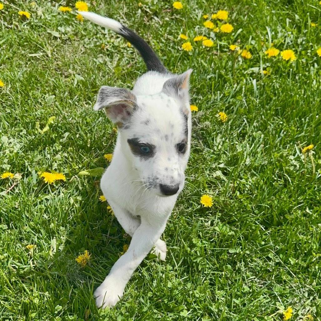 Enlarge Xaden, a Adoptable Mixed Breed in Joliet, IL image 4/4