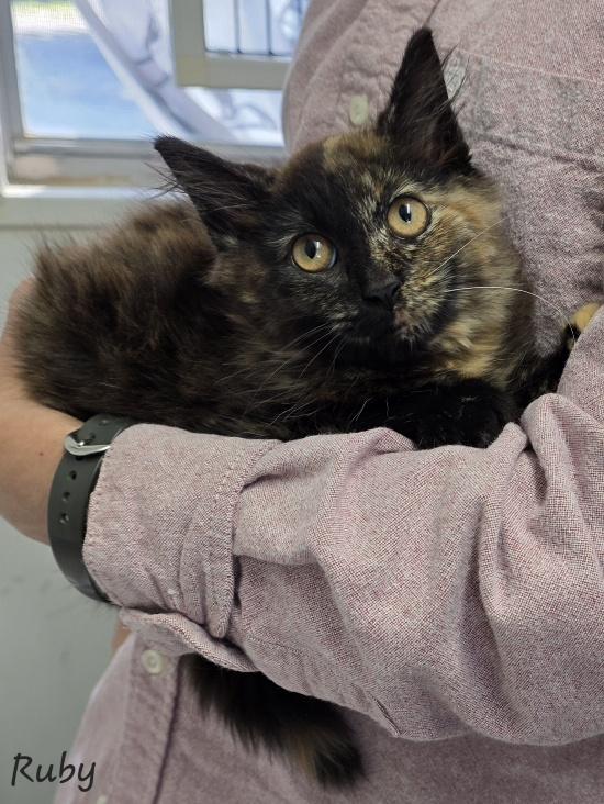Ruby, a ADOPTABLE Tortoiseshell in Key Largo, FL image 2/5