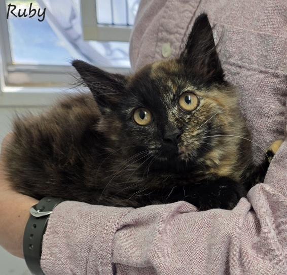 Ruby, ADOPTABLE, Young Female Tortoiseshell.
