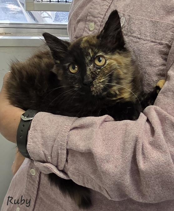 Ruby, a ADOPTABLE Tortoiseshell in Key Largo, FL image 5/5