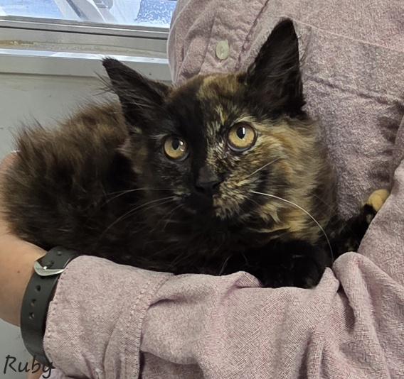 Ruby, a ADOPTABLE Tortoiseshell in Key Largo, FL image 4/5