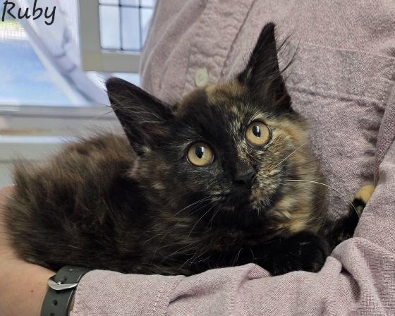 Ruby, a ADOPTABLE Tortoiseshell in Key Largo, FL image 3/5