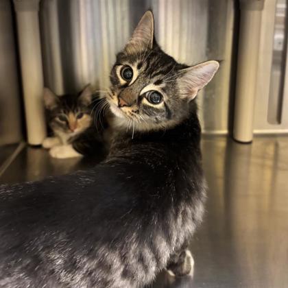 Enlarge Tabby, a Adoptable mixed breed in Dallas, TX image 1/1