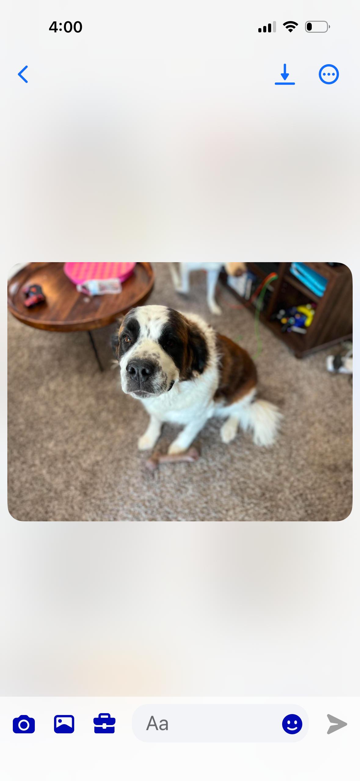 Ella, a Adoptable Saint Bernard in Magnolia, TX image 2/3