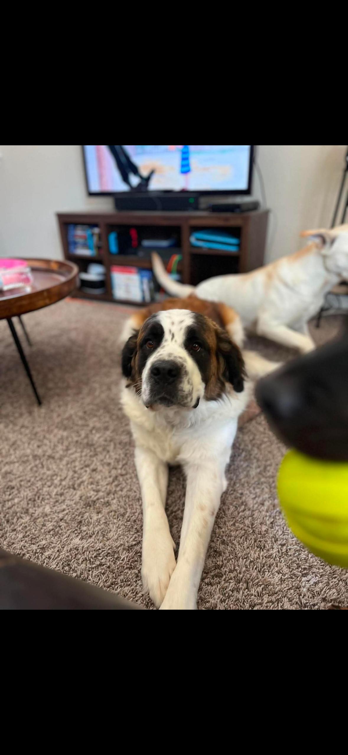 Ella, Adoptable, Adult Female Saint Bernard.