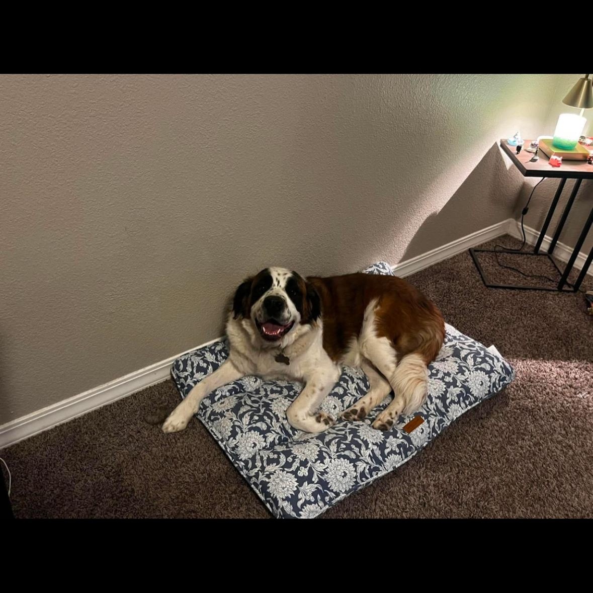 Ella, a Adoptable Saint Bernard in Magnolia, TX image 3/3