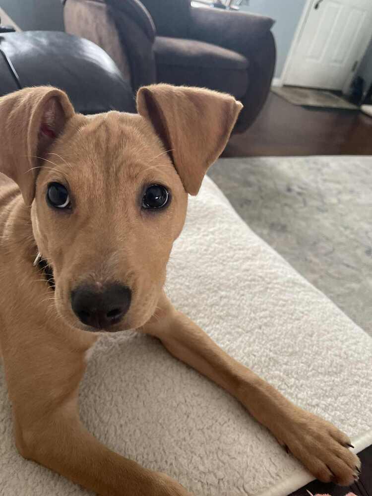Penny, Adoptable, Puppy Female Labrador Retriever.