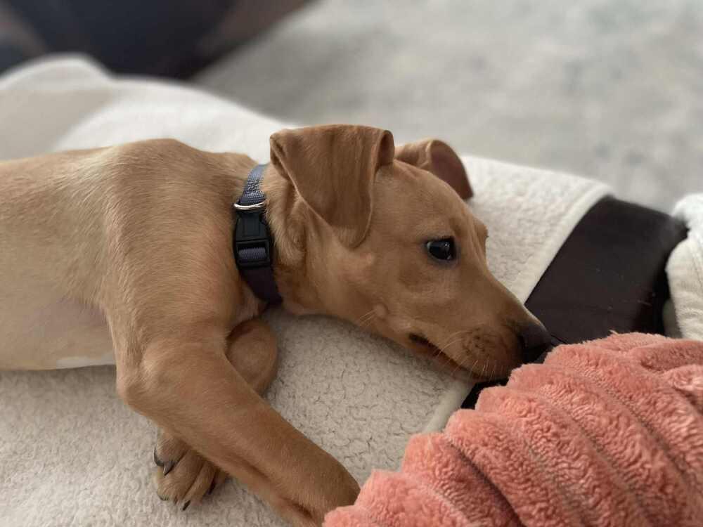 Penny, a Adoptable mixed breed in New Albany, OH image 2/4