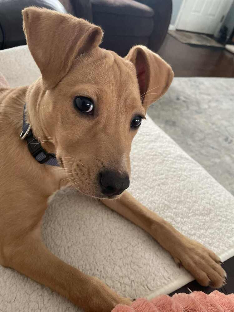 Penny, a Adoptable mixed breed in New Albany, OH image 3/4