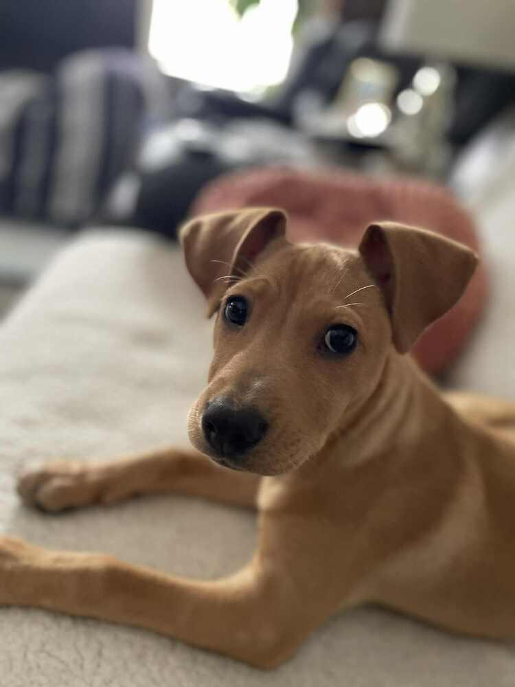 Penny, a Adoptable mixed breed in New Albany, OH image 4/4