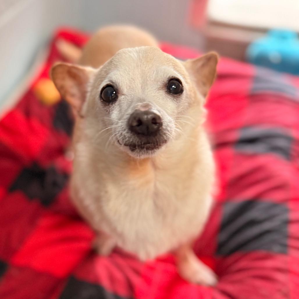 Timon, a Adoptable Chihuahua in Santa Barbara, CA image 1/5