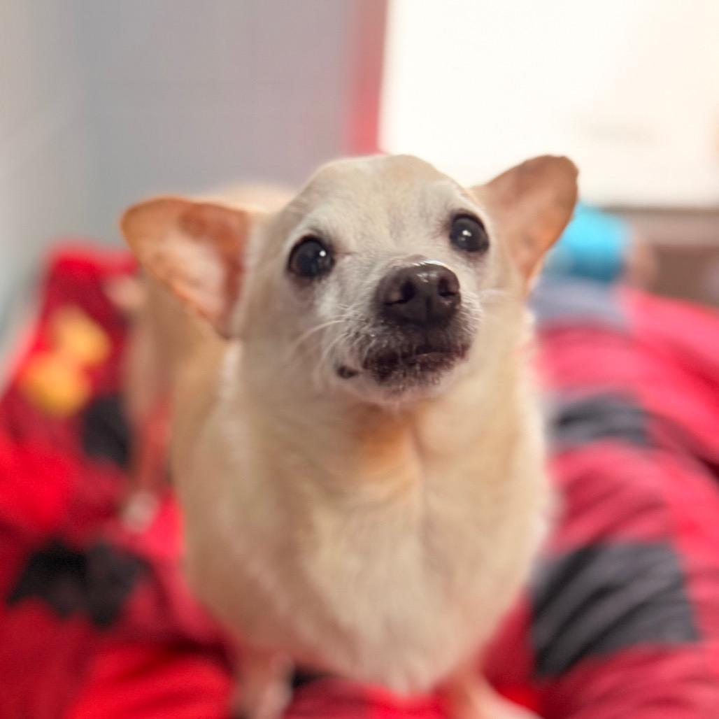 Timon, a Adoptable Chihuahua in Santa Barbara, CA image 2/5