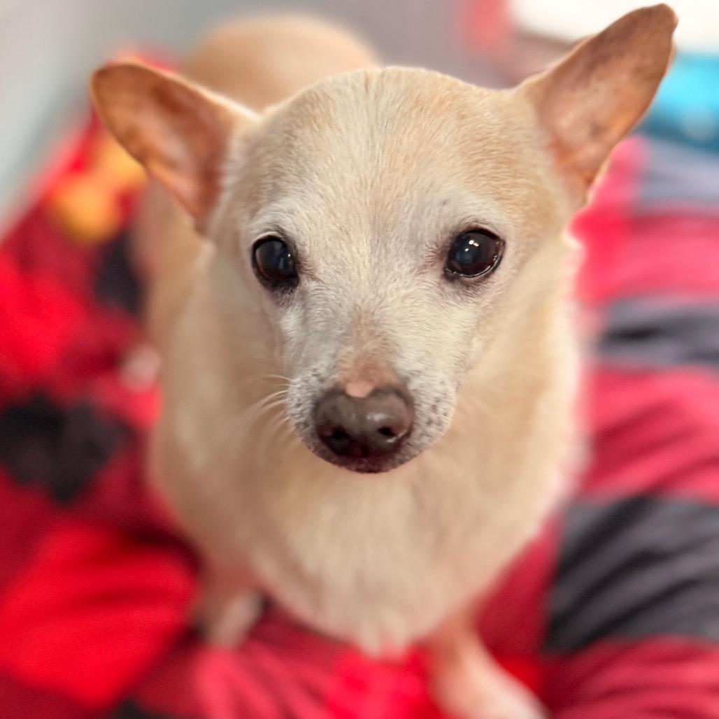 Timon, a Adoptable Chihuahua in Santa Barbara, CA image 3/5