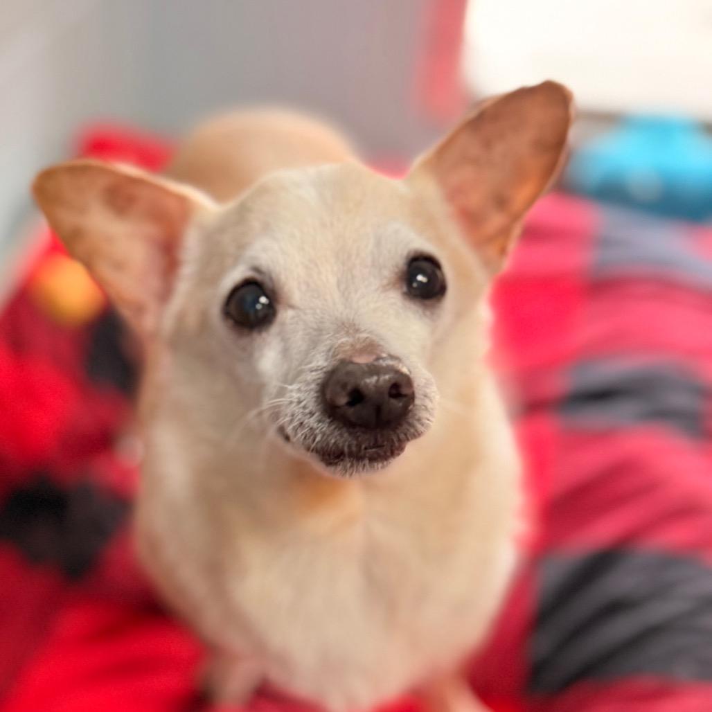 Timon, a Adoptable Chihuahua in Santa Barbara, CA image 4/5