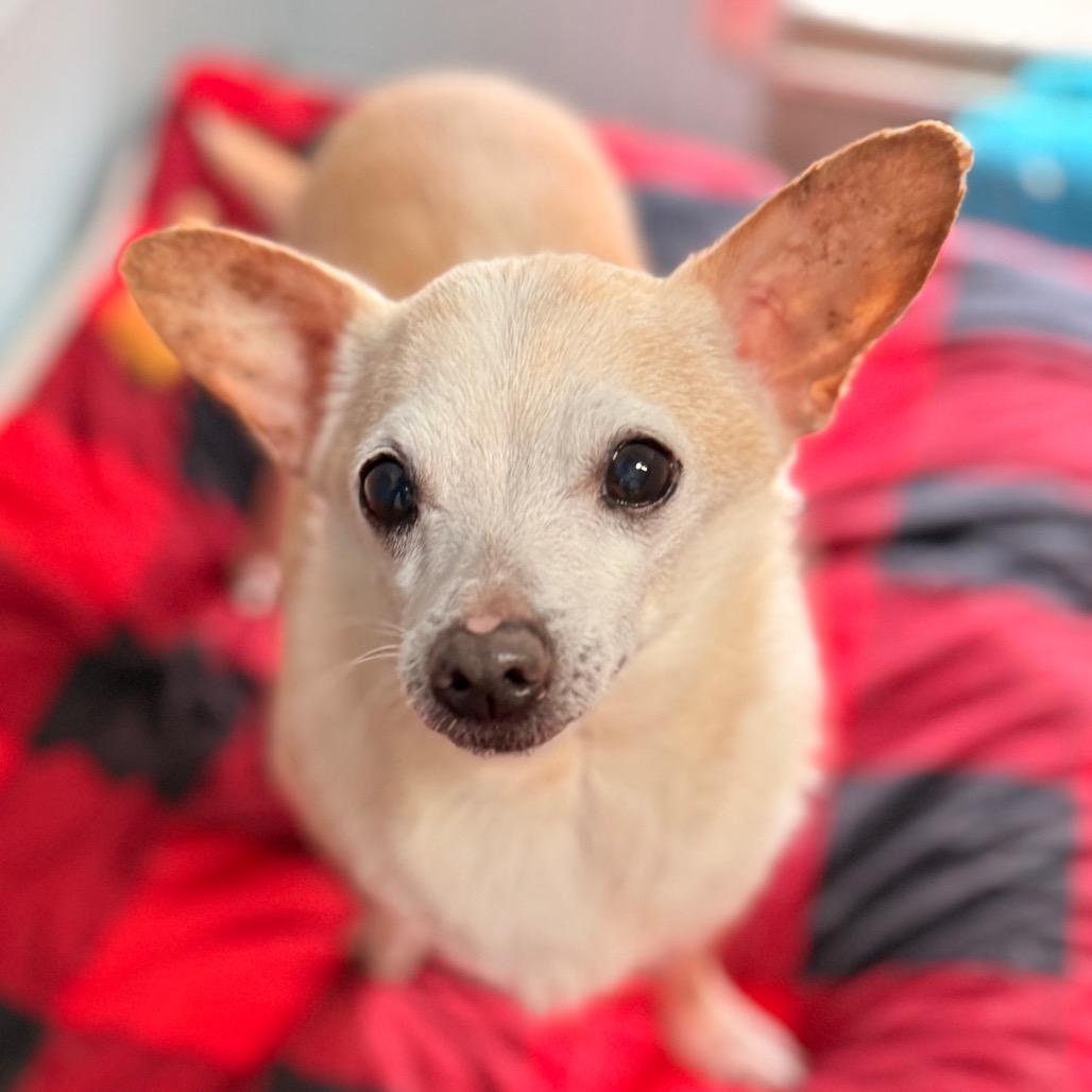 Timon, a Adoptable Chihuahua in Santa Barbara, CA image 5/5