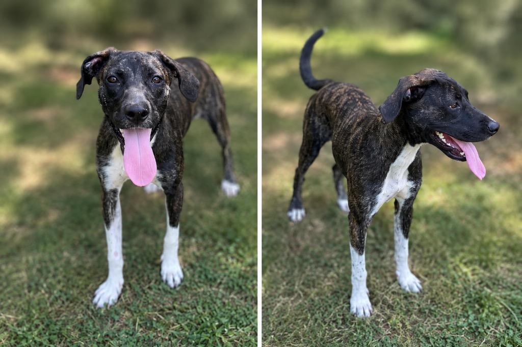 Cletus, Adoptable, Puppy Male Pit Bull Terrier.