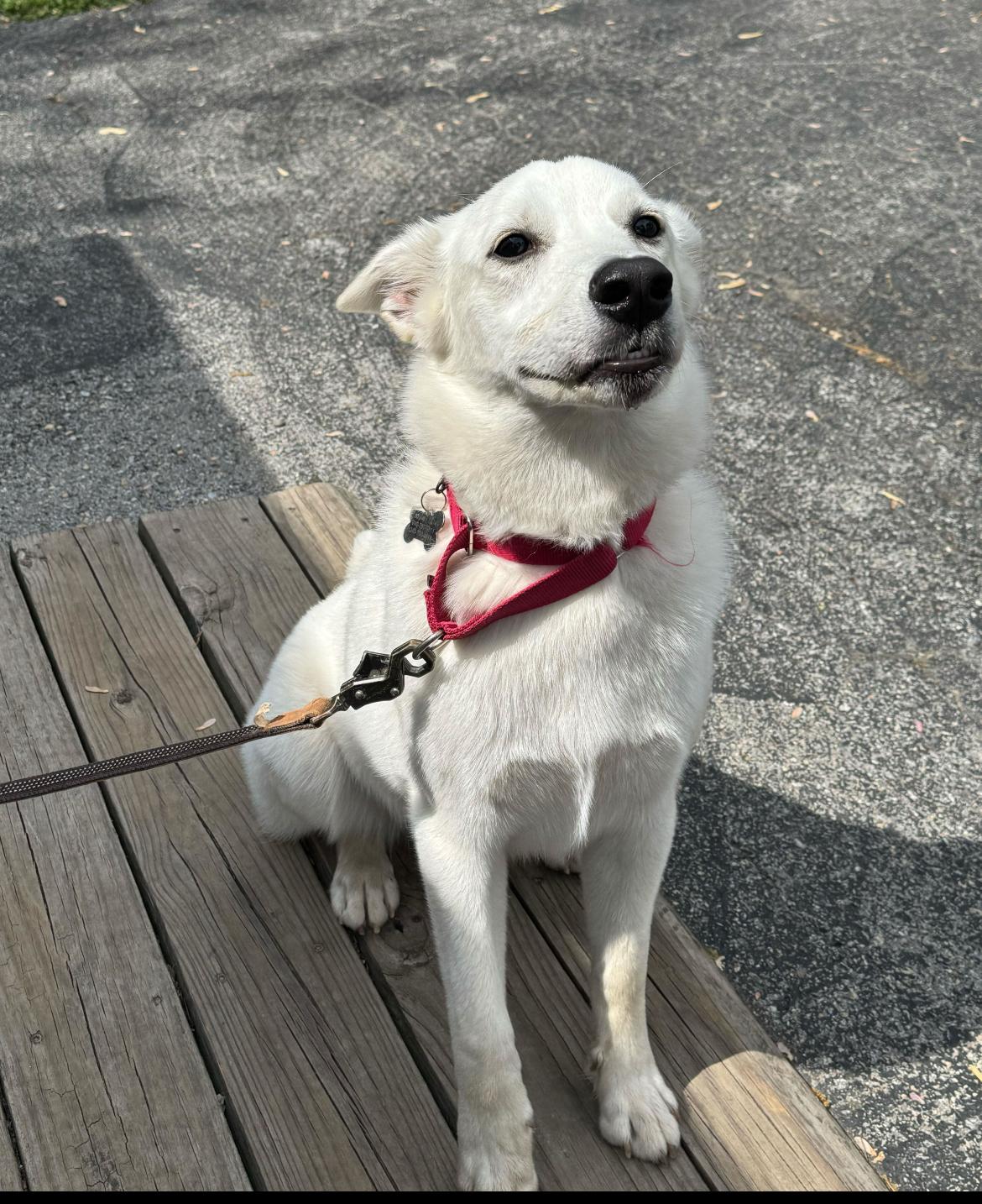 Enlarge Francis - fee is sponsored!, a Adoptable mixed breed in Columbia, MD image 3/5