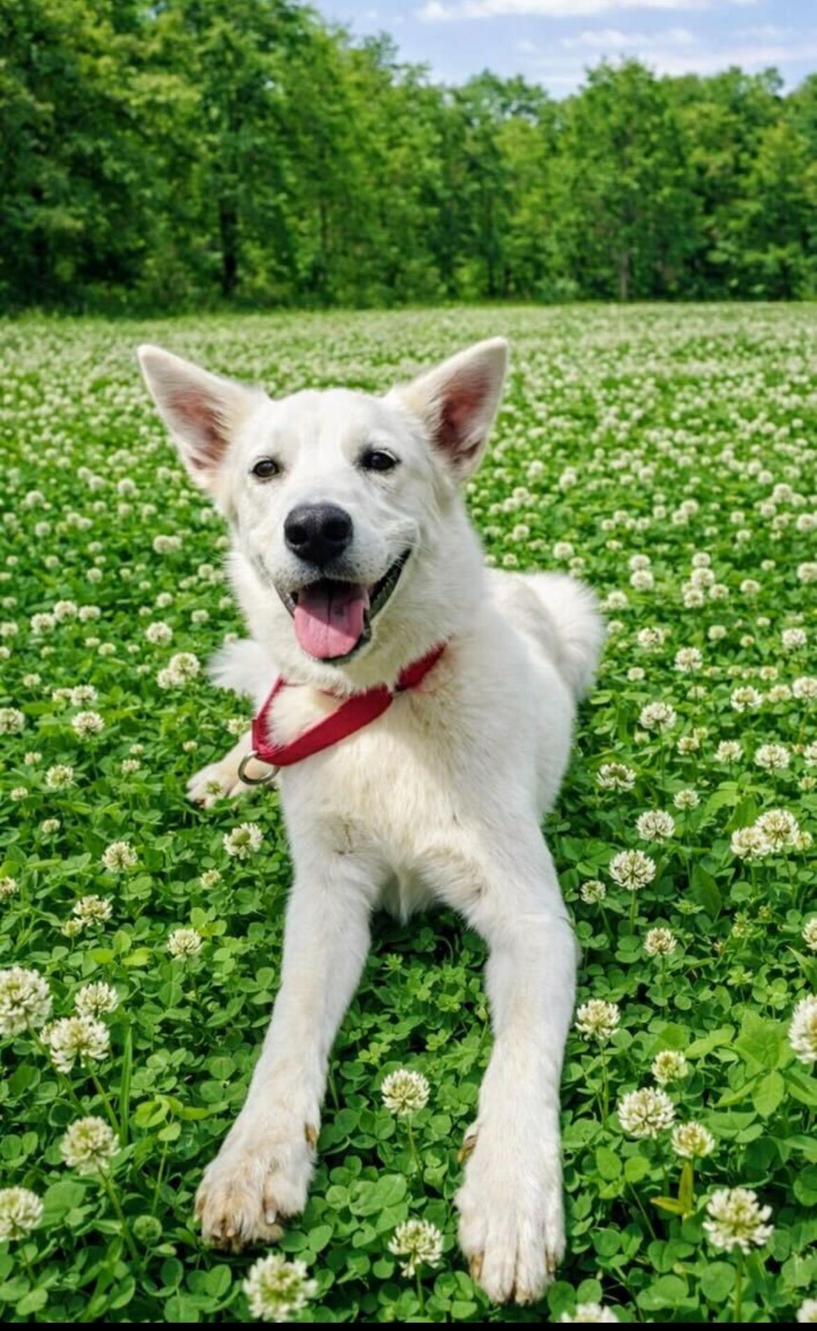 Enlarge Francis - fee is sponsored!, a Adoptable mixed breed in Columbia, MD image 1/5