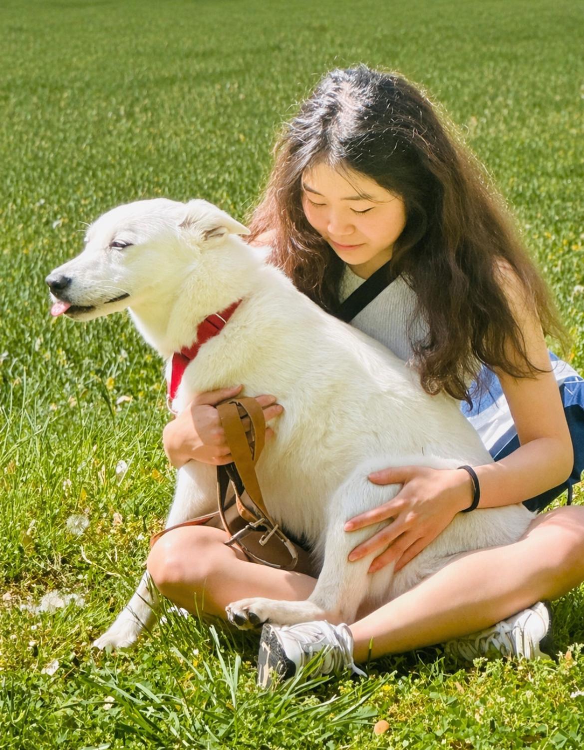 Enlarge Francis - fee is sponsored!, a Adoptable mixed breed in Columbia, MD image 4/5