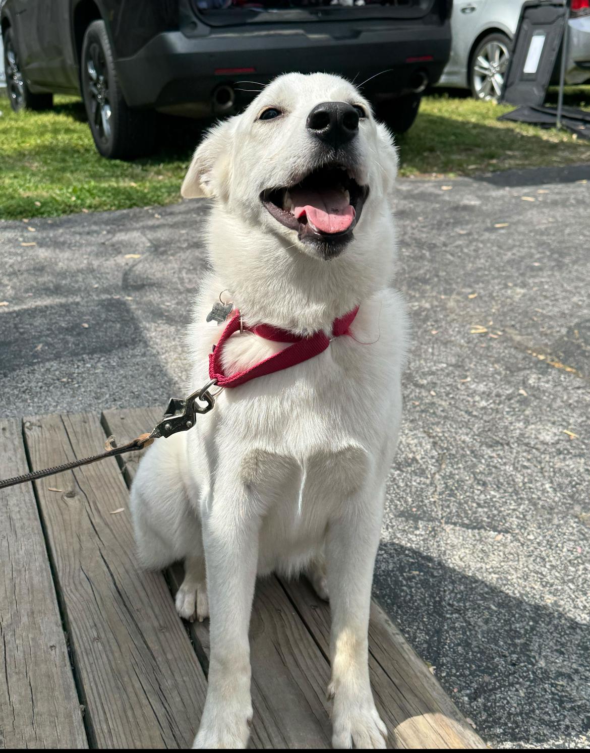 Enlarge Francis - fee is sponsored!, a Adoptable mixed breed in Columbia, MD image 2/5