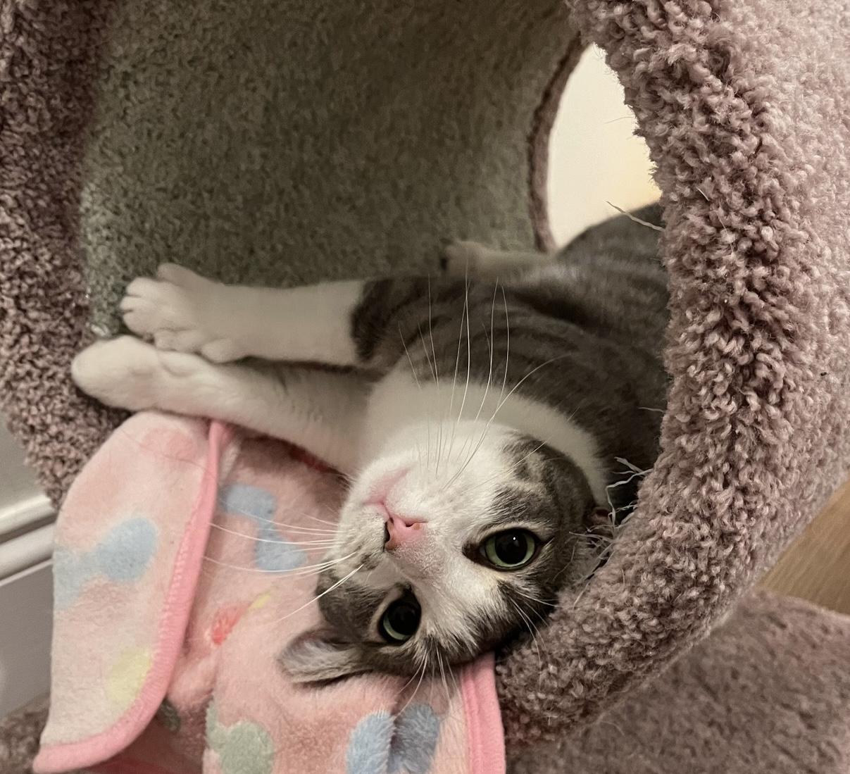 Winnow, a Adoptable Tabby in Philadelphia, PA image 5/6