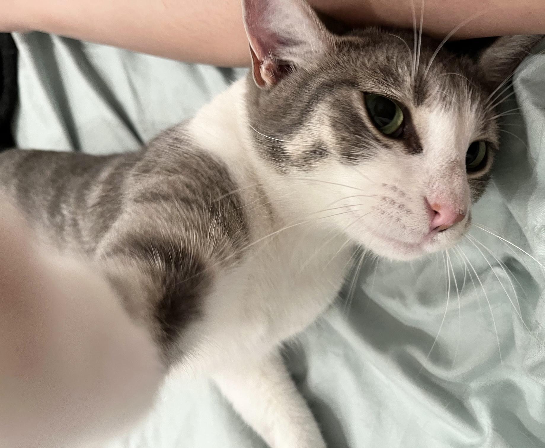 Winnow, a Adoptable Tabby in Philadelphia, PA image 4/6