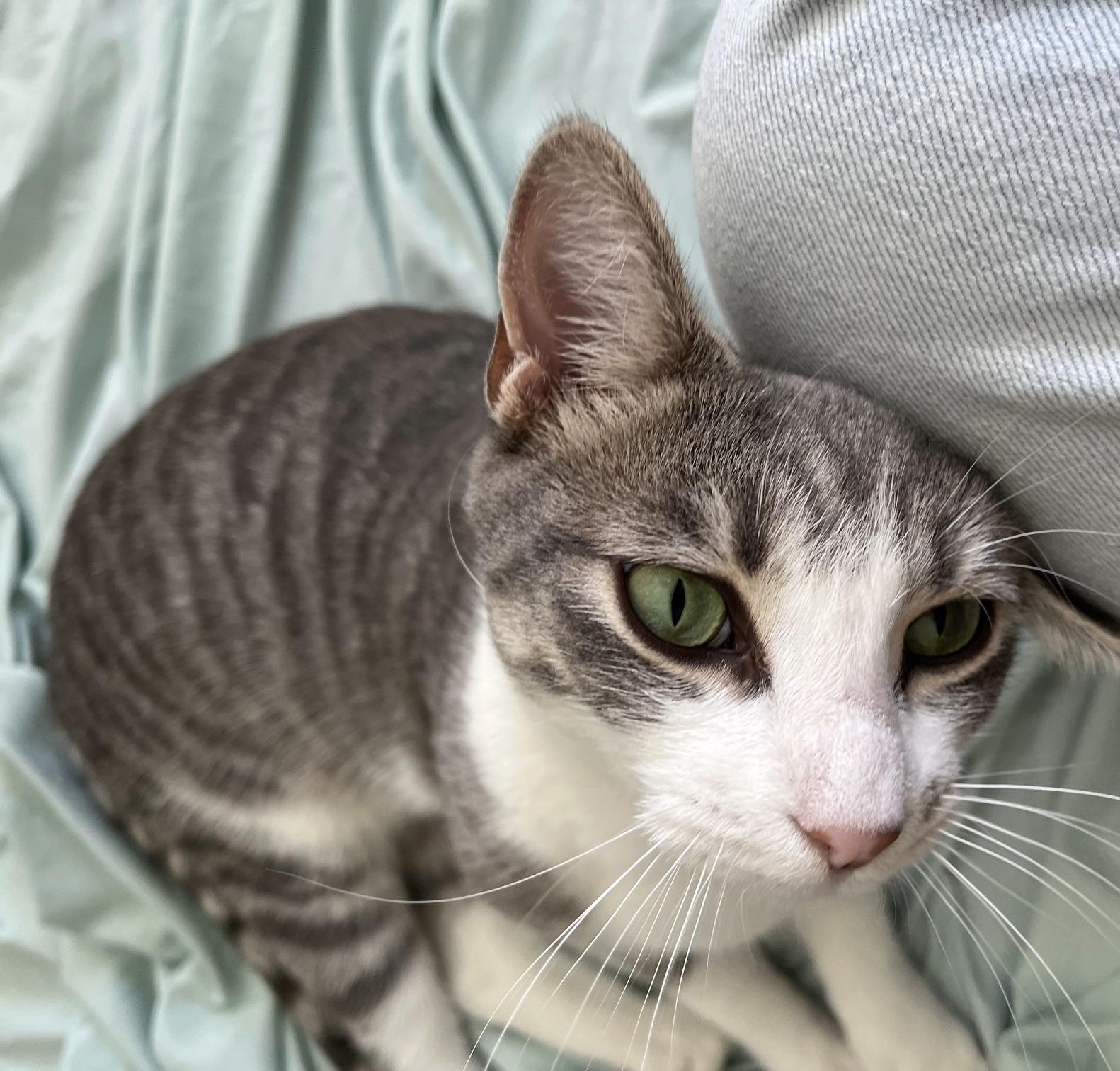 Winnow, a Adoptable Tabby in Philadelphia, PA image 3/6