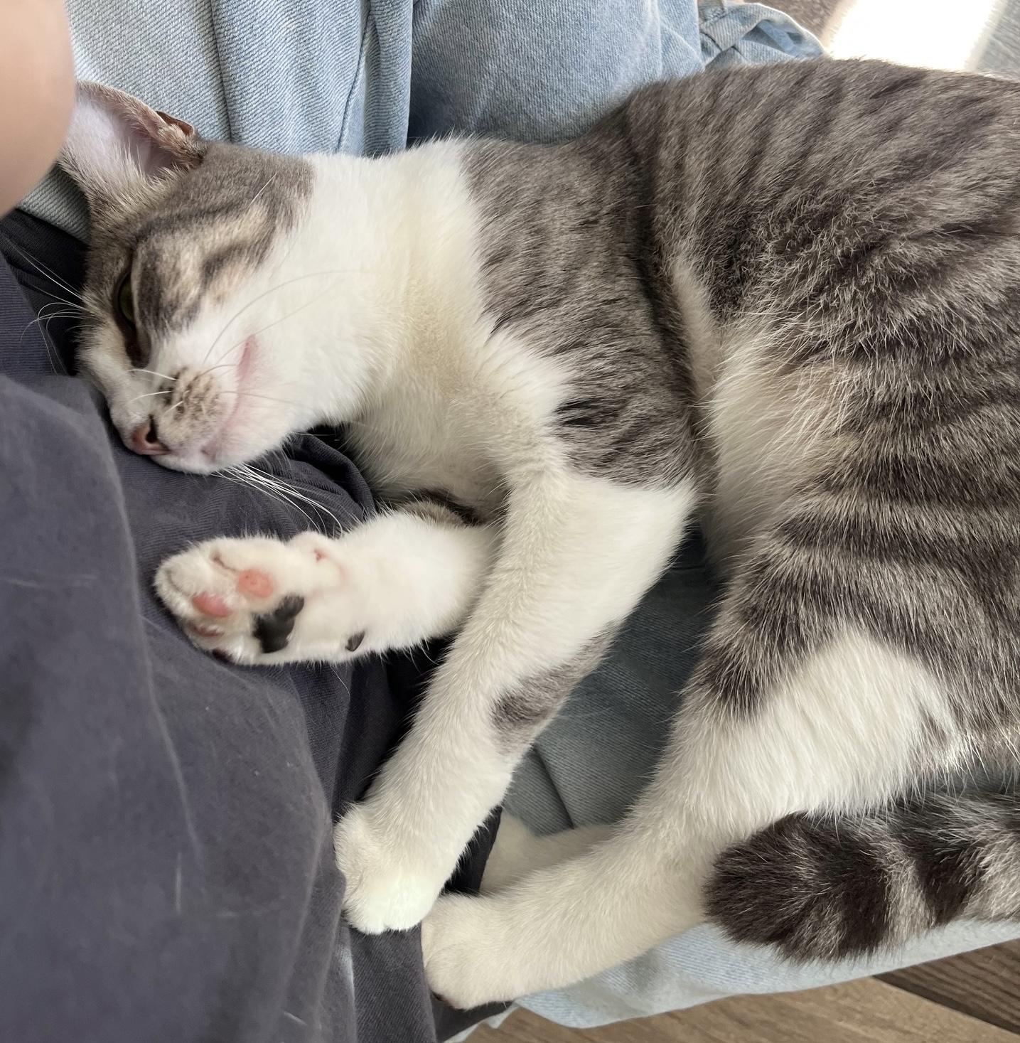 Winnow, a Adoptable Tabby in Philadelphia, PA image 6/6