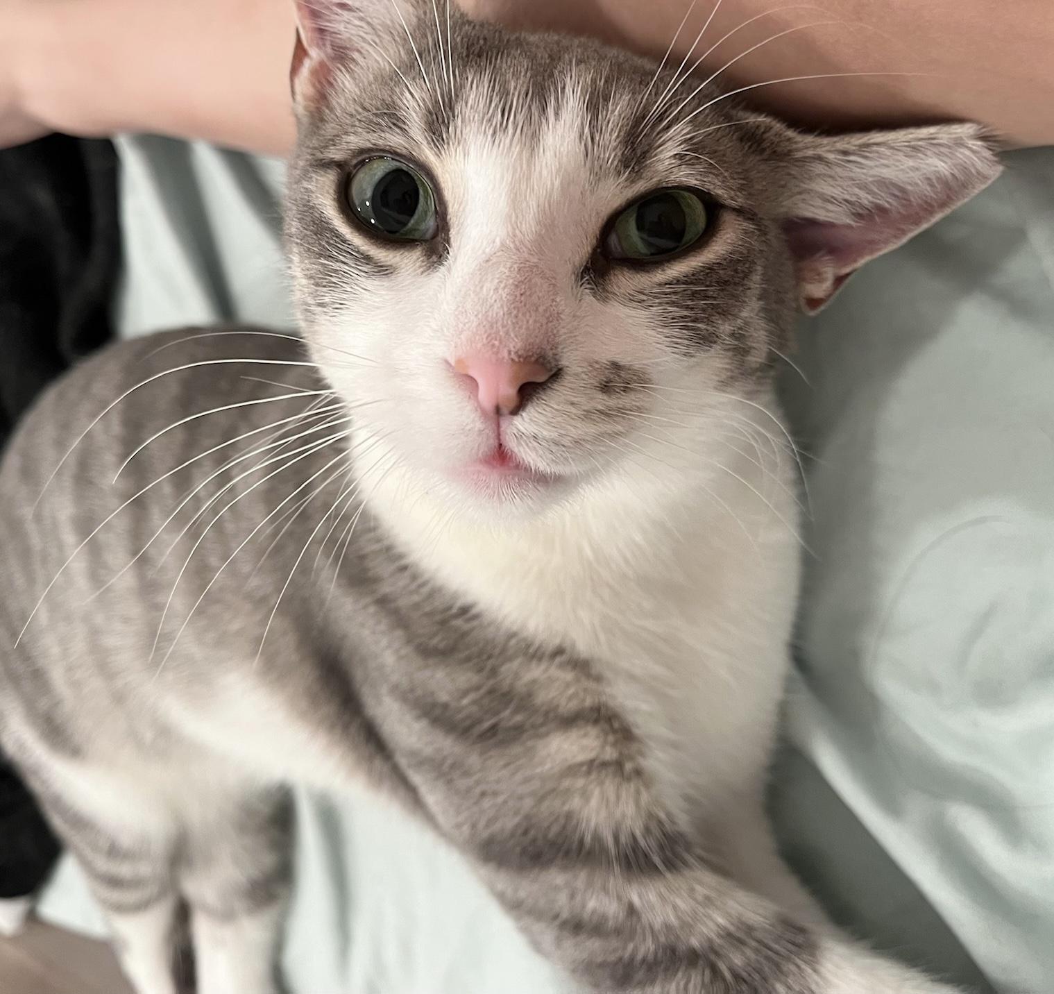 Winnow, a Adoptable Tabby in Philadelphia, PA image 1/6