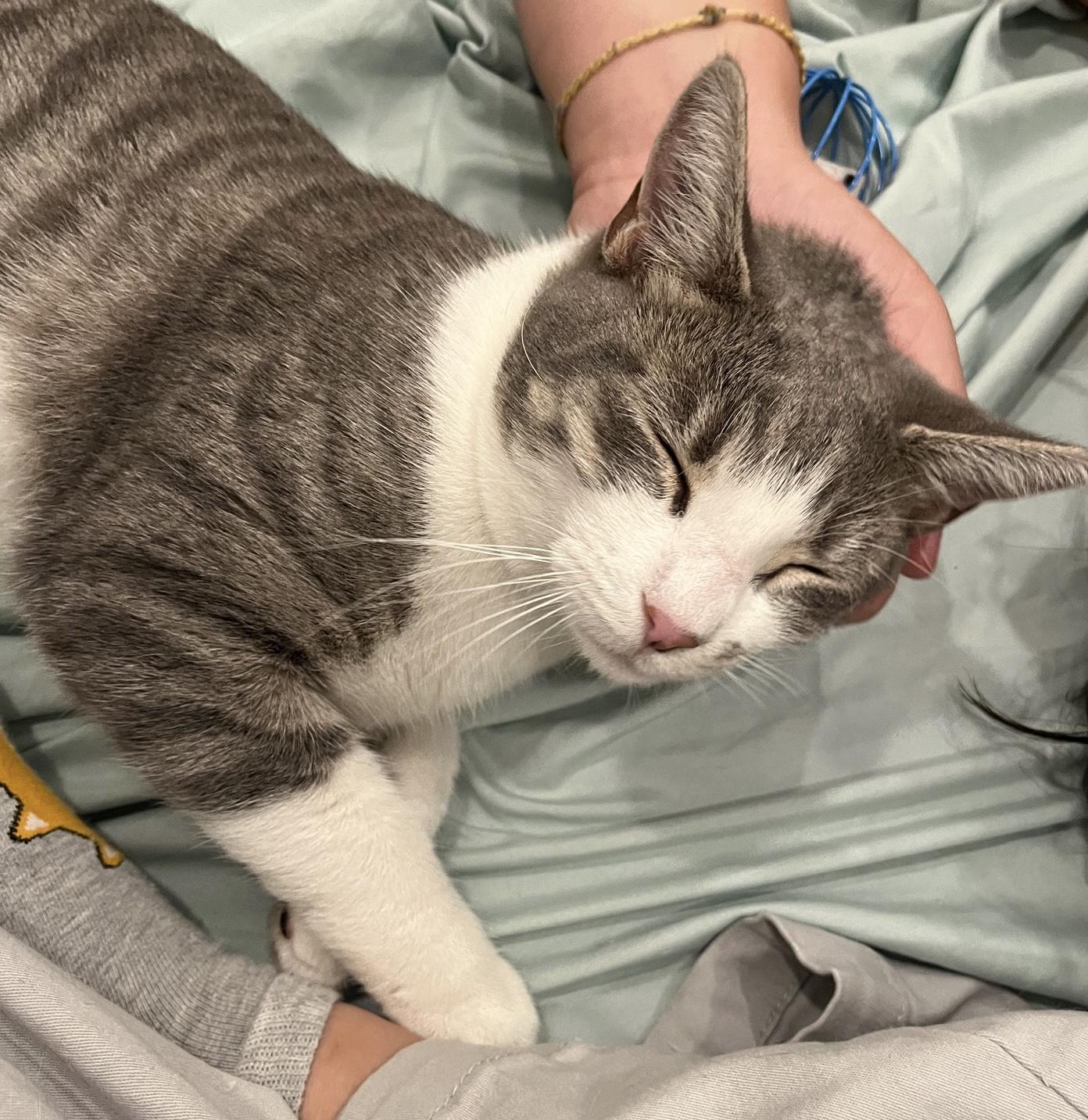 Winnow, a Adoptable Tabby in Philadelphia, PA image 2/6