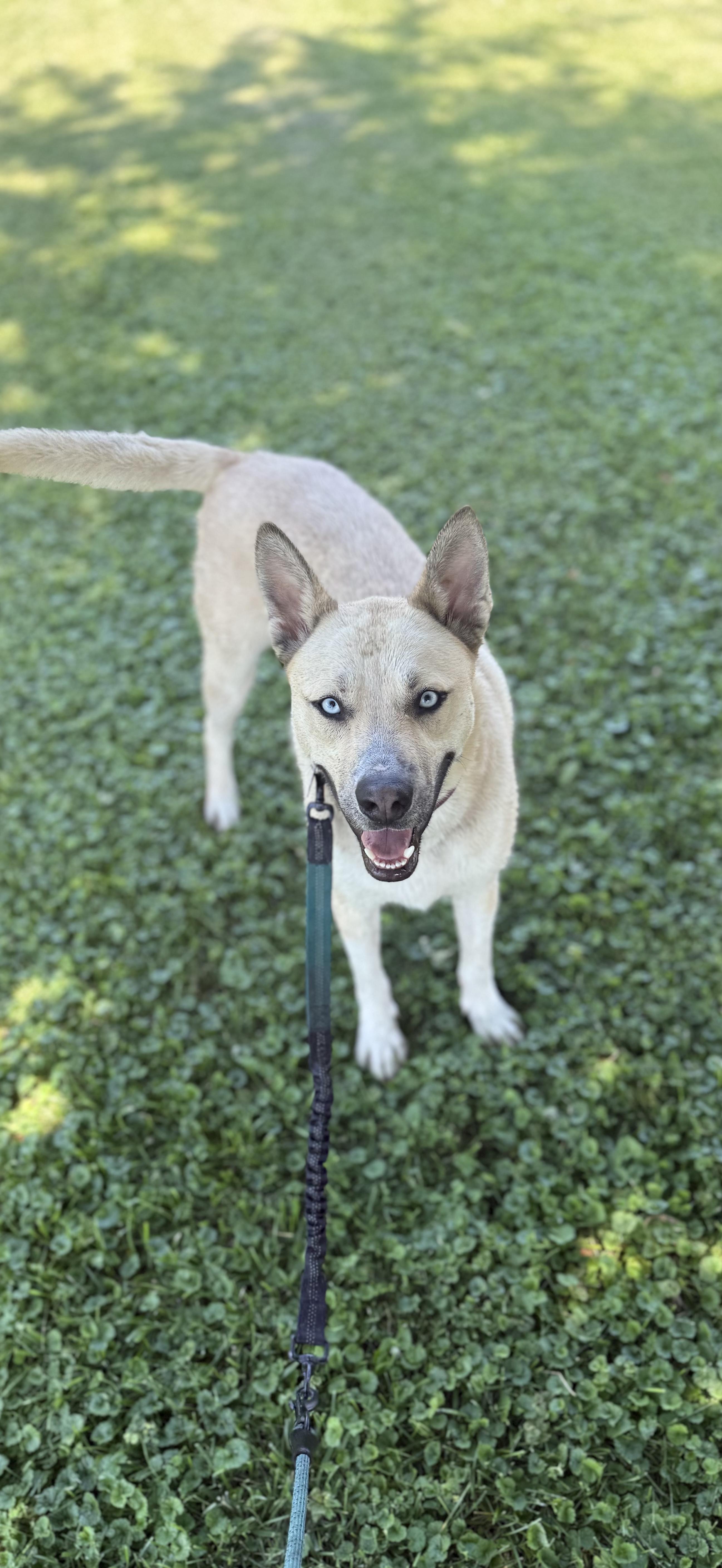 Raye, a Adoptable mixed breed in Oswego, IL image 2/6