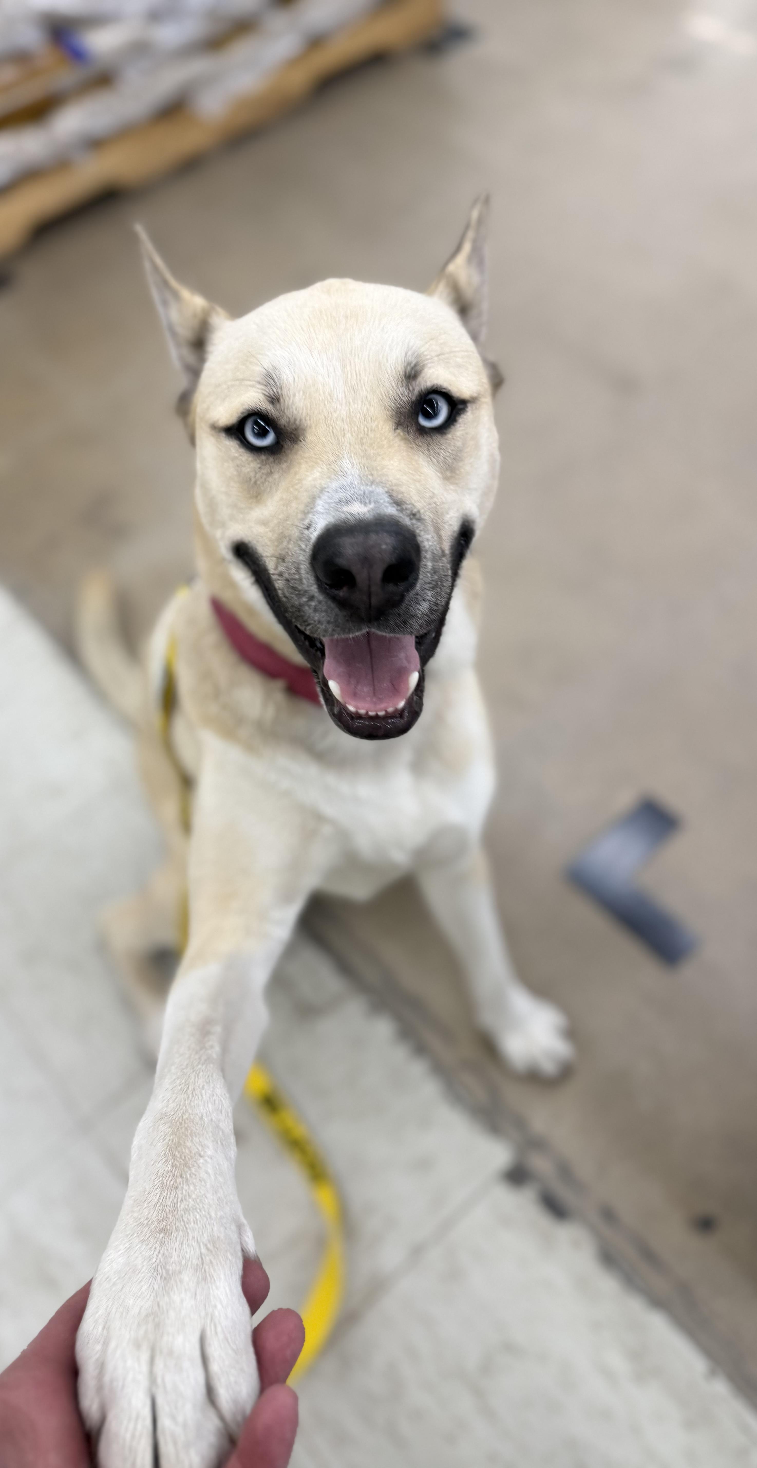 Raye, Adoptable, Young Male Husky & German Shepherd Dog.