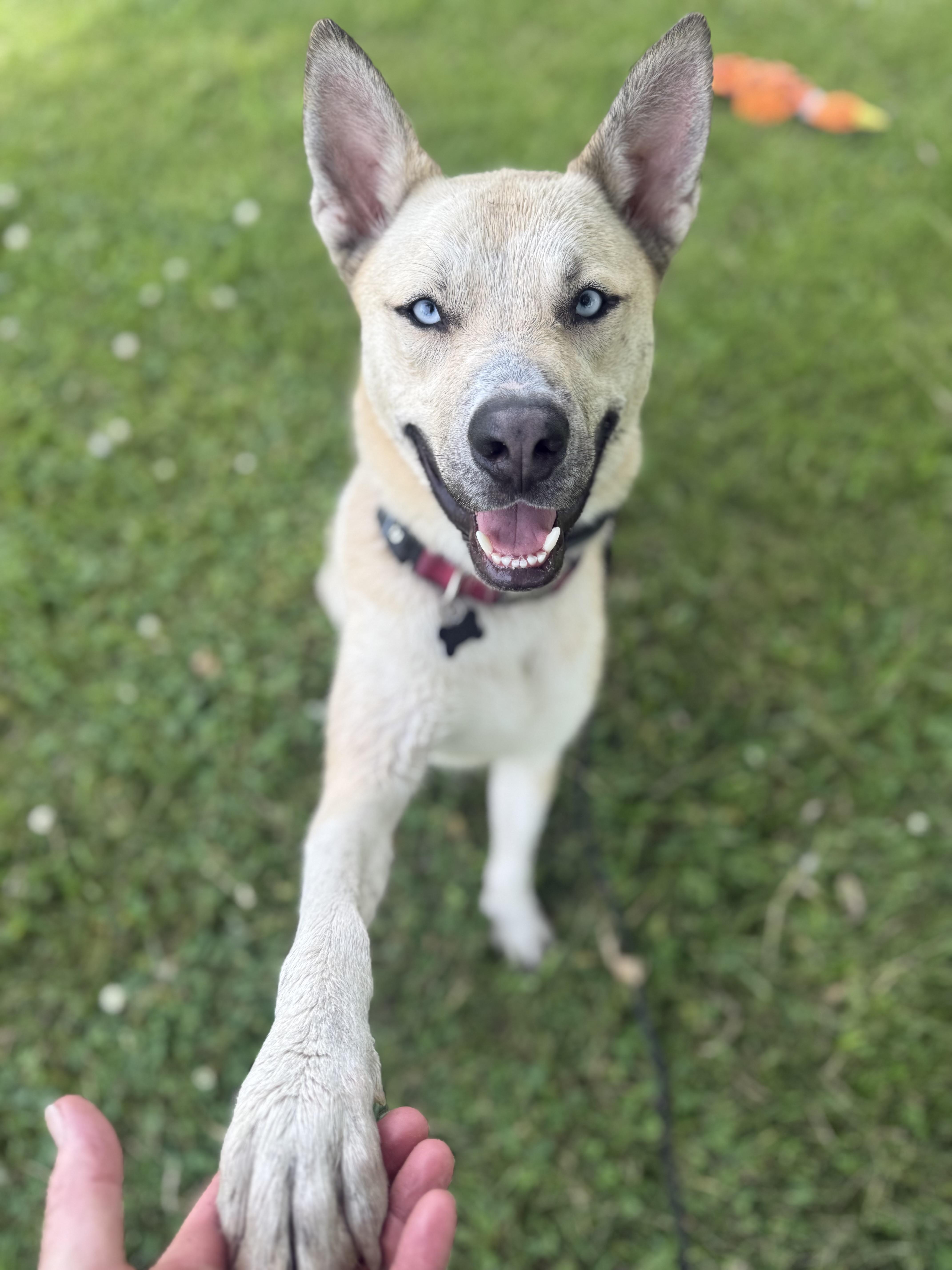 Raye, a Adoptable mixed breed in Oswego, IL image 4/6