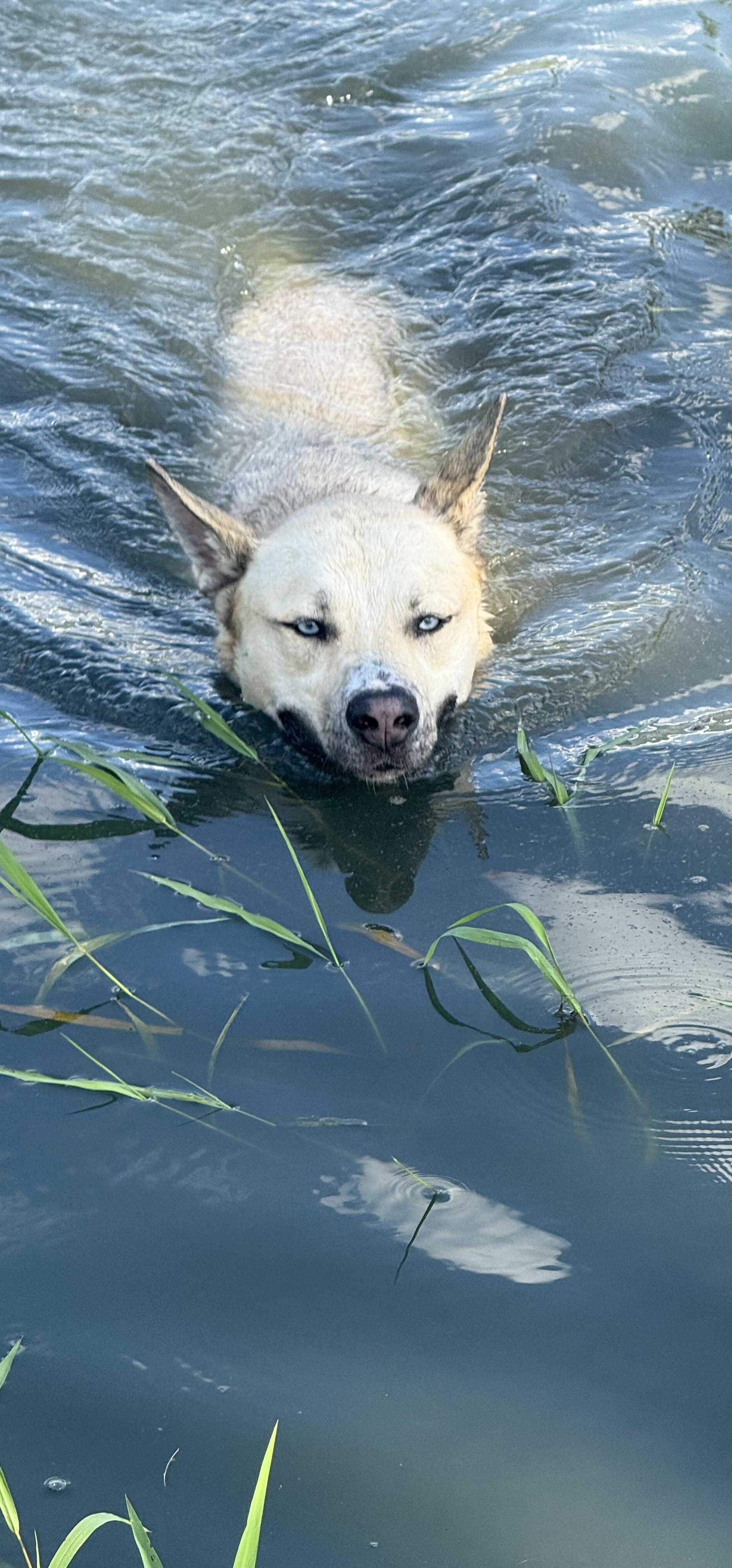Raye, a Adoptable mixed breed in Oswego, IL image 5/6